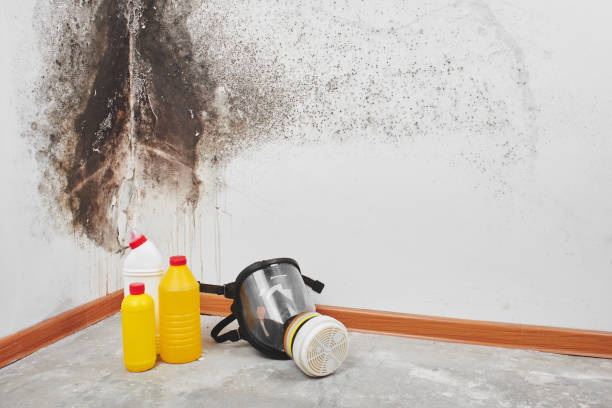Best Residential Mold Removal  in Campton Hls, IL