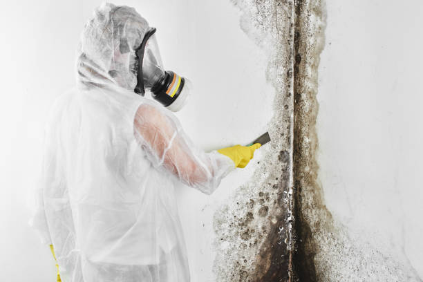 Best Toxic Mold Removal  in Campton Hls, IL
