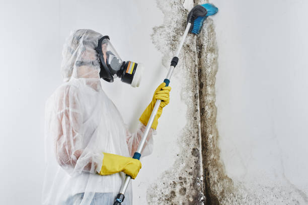 Best Mold Removal Company Near Me  in Campton Hls, IL