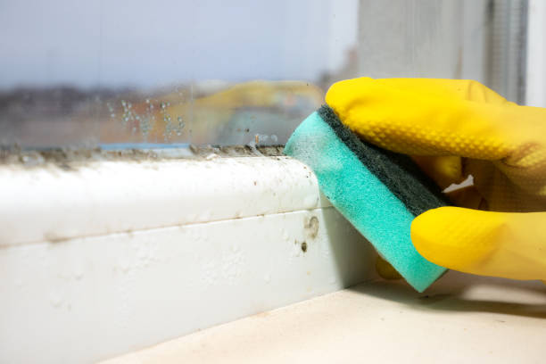 Best Black Mold Removal  in Campton Hls, IL