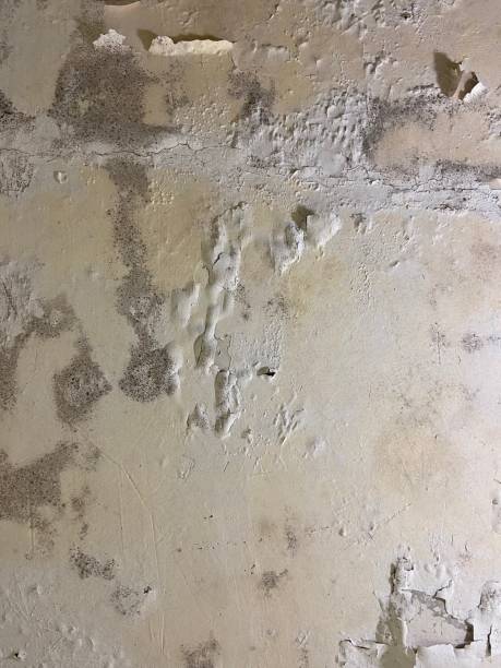 Best Mold Removal Specialists  in Campton Hls, IL