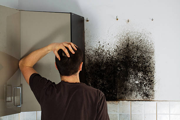 Best Office Mold Removal Services  in Campton Hls, IL