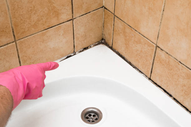 Best Crawl Space Mold Removal  in Campton Hls, IL